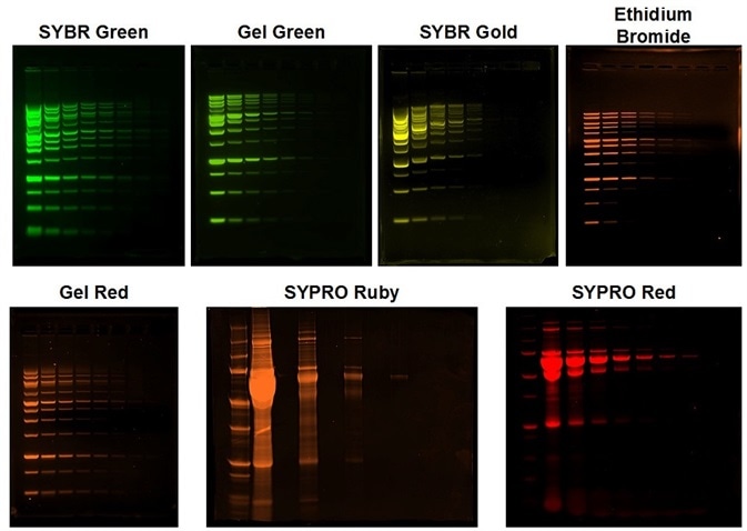 Fluorescent DNA and Protein Gel imaging with the UVP GelStudio. All gels were imaged using a 302 nm UV transilluminator. SYBR Green, Gel Green, and SYBR Gold were imaged using AJ emission filter 38-0352-01. Ethidium bromide and SYPRO Ruby were imaged using AJ Filter 38-0220-01 and SYPRO Ruby were imaged using AJ Filter 38-0341-01. All images were pseudocolored to reflect the emission wavelength. All image processing was completed on Analytik Jena’s VisionWorks Data Acquisition and Analysis software version 9.0