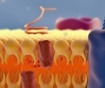 The Role of Glycans in the Cell and Glycans Imaging Method